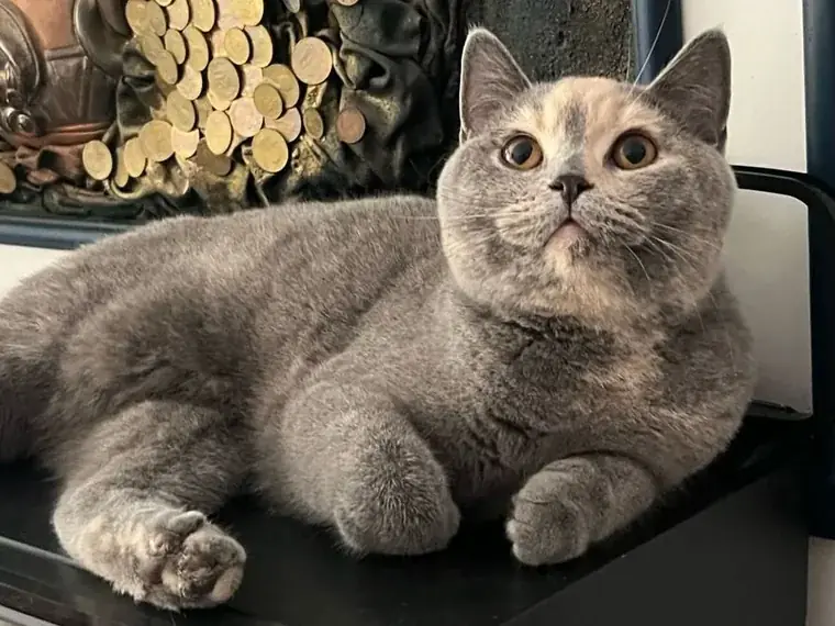 Gatito British Shorthair de raza pura