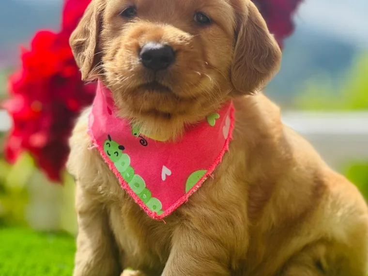 Cachorro Golden Retriever de raza pura