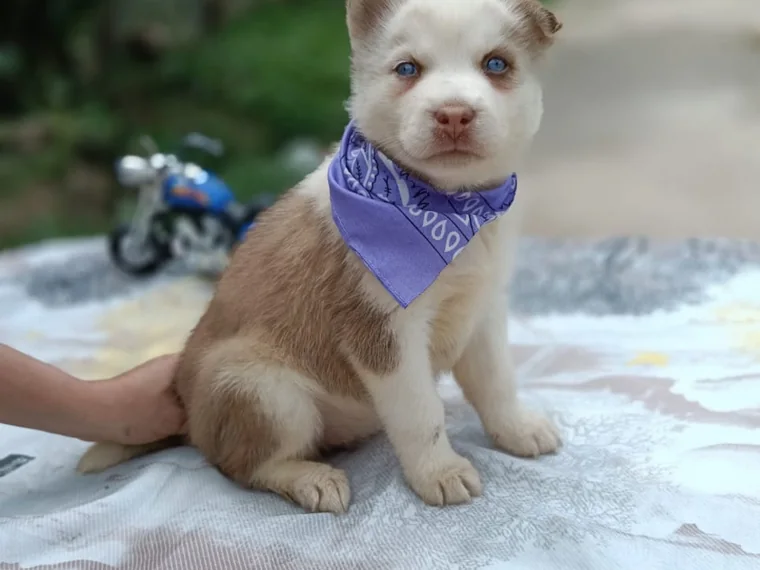 Cachorro Husky Siberiano de raza pura