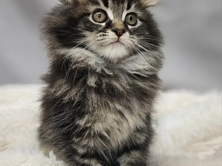 Gatito Maine Coon de raza pura