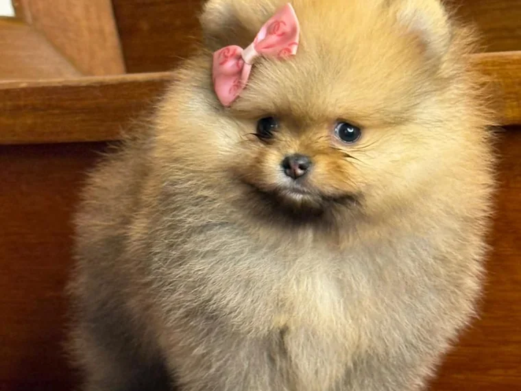 Cachorro Pomerania de raza pura