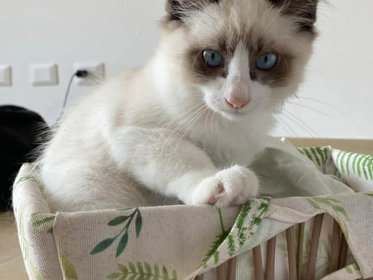 Gatito Ragdoll de raza pura de ojos azules