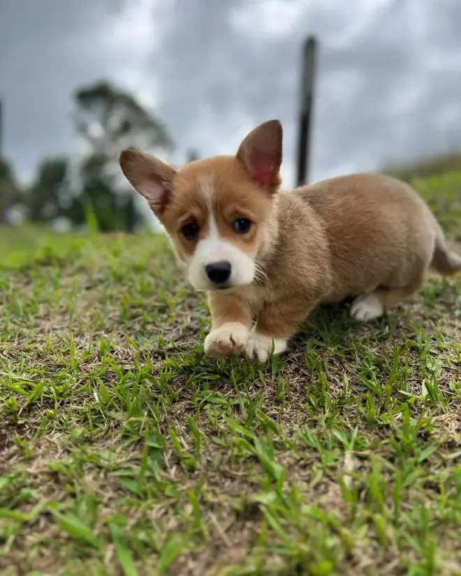 Corgi de raza pura