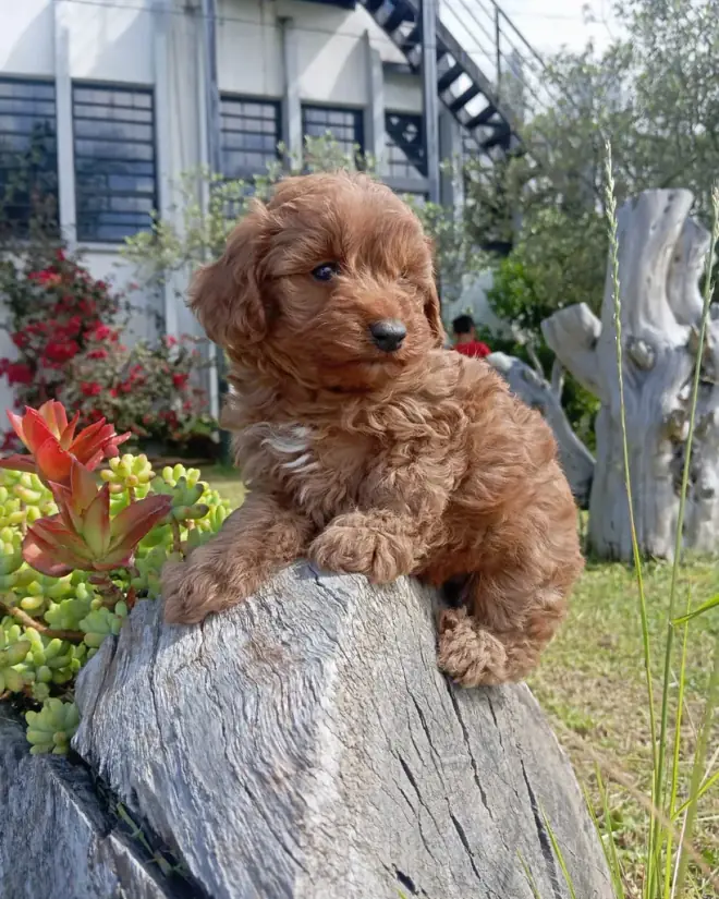 Goldendoodle de raza pura