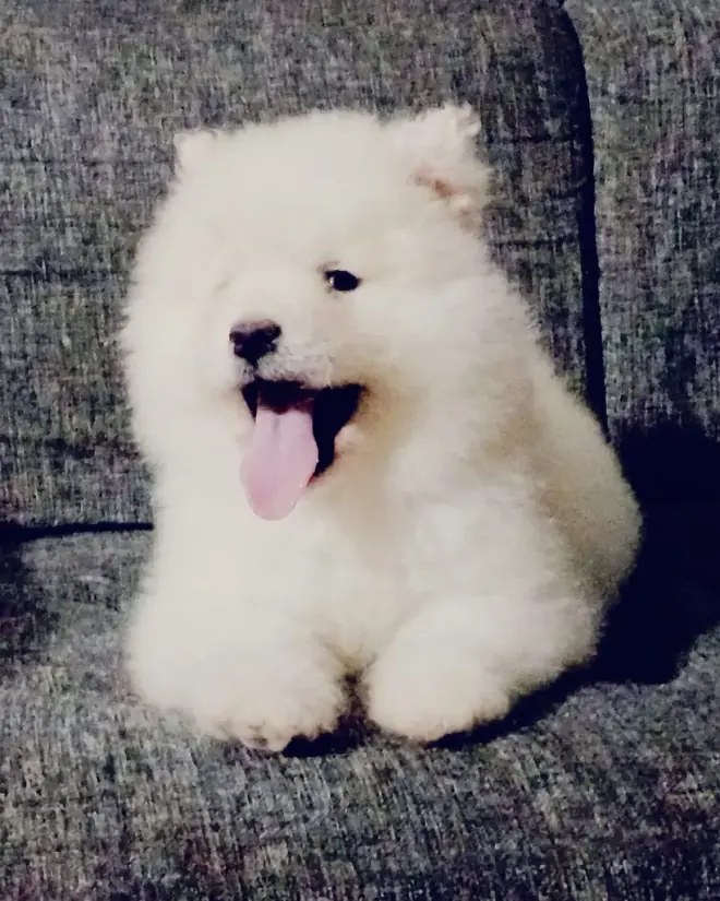 Samoyedo de raza pura