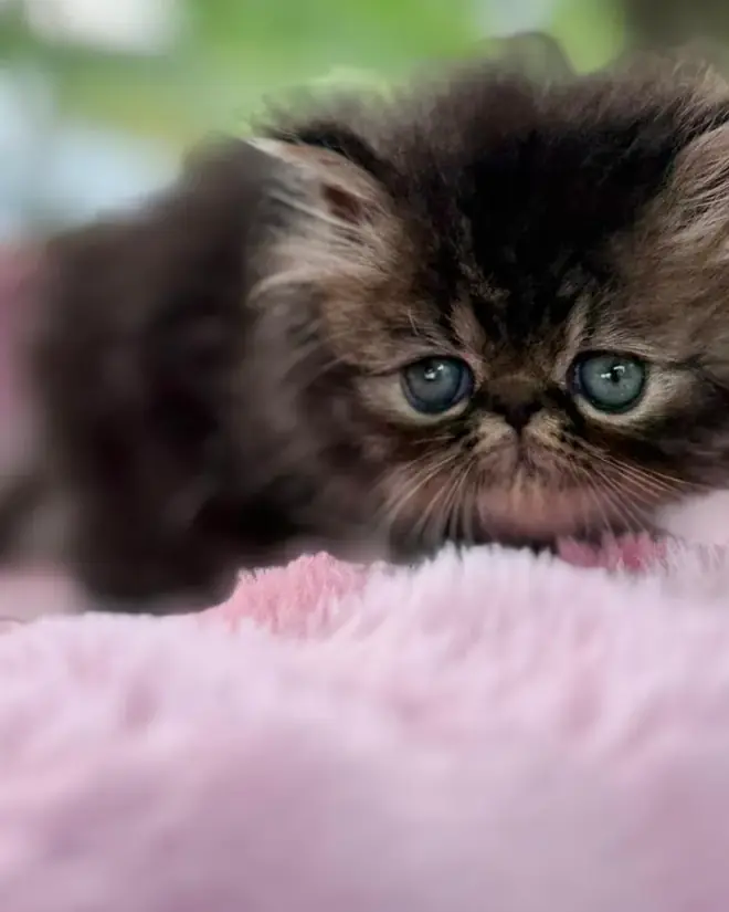 Persa de raza pura